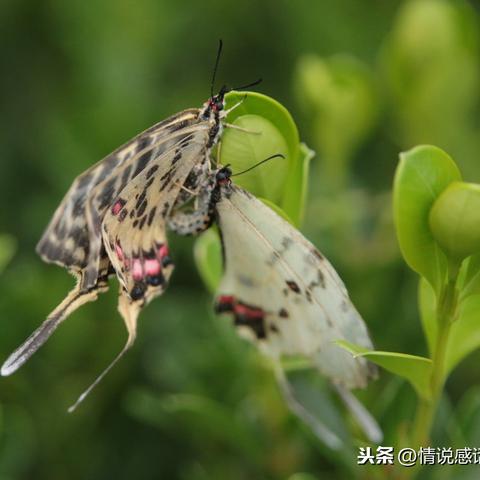 (零之战线cg)零之战线0.1折：破茧成蝶，诞生新生命